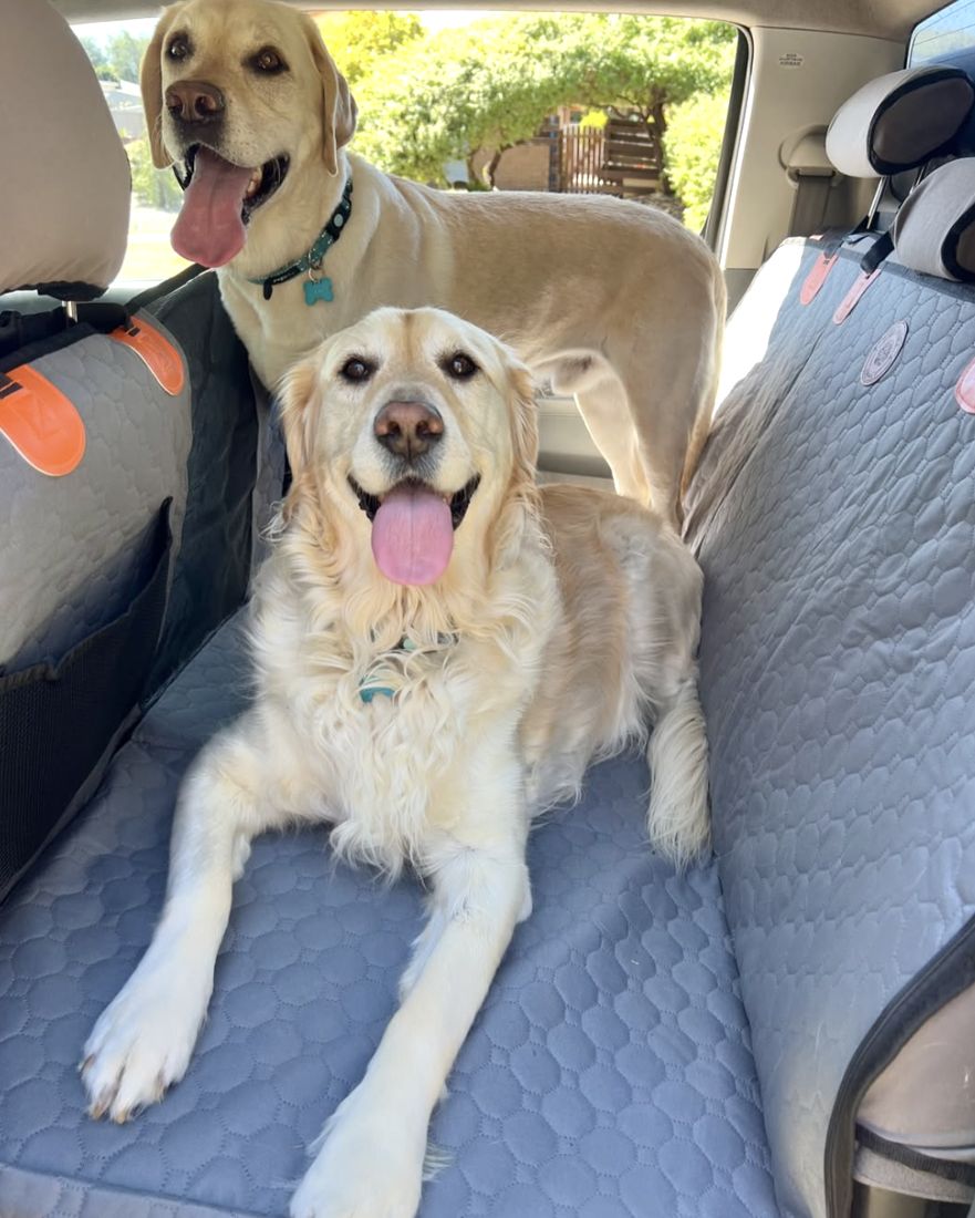 Soy the Labrador and Sushi the golden retriever on the grey Ruff Roads hard bottom seat cover
