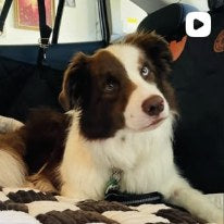 Ruff Roads Supply Instagram post