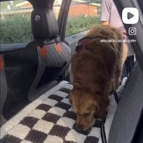 Ruff Roads Supply Instagram post