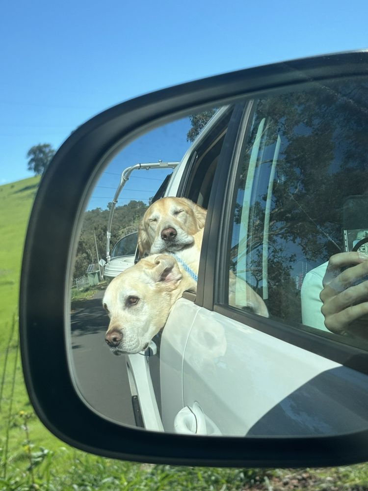 Sushi and Soy with their heads out of the car window, seen in the side mirror