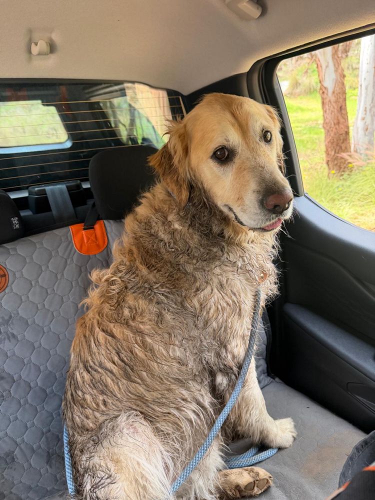 Muddy Sushi sitting on the cover while the seat underneath stays clean