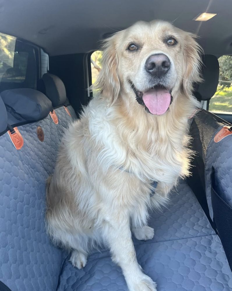 Golden retriever sitting happily on the grey hard bottom seat cover