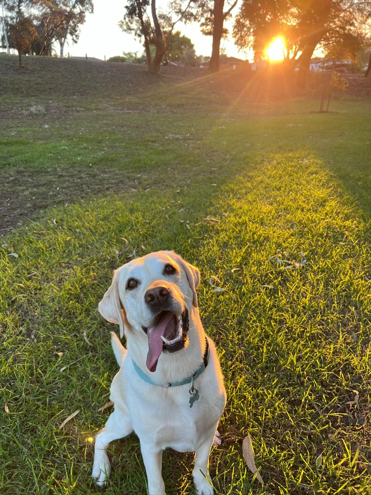 Soy the Labrador smiling at sunset