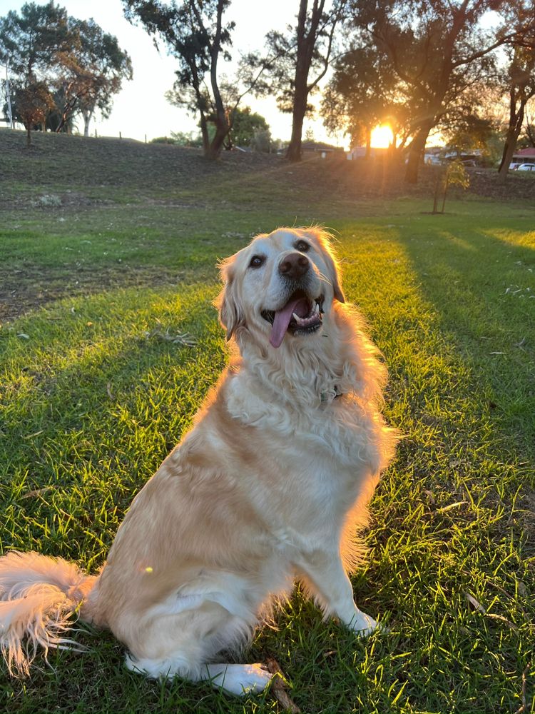 Sushi the golden retriever smiling at sunset