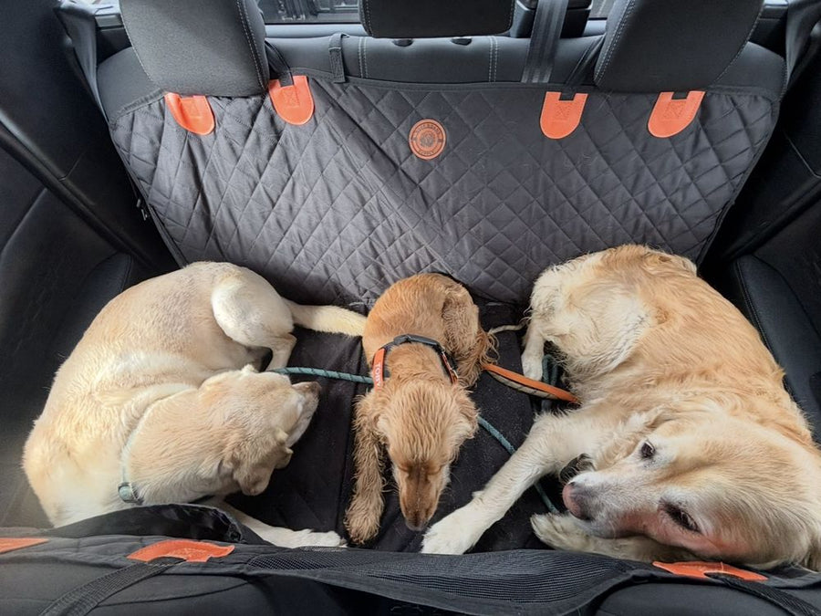 Three dogs lying comfortably side by side on the black seat cover