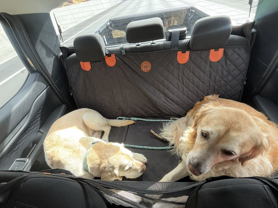 Two dogs relaxed and lying down on the black seat cover