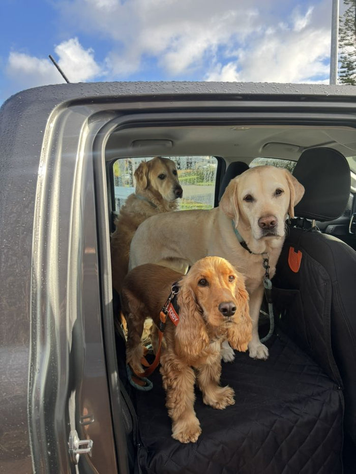 Three dogs standing on the black seat cover at an open ute door